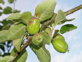 Image showing small apples