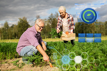 Image showing senior couple with box of carrots on farm