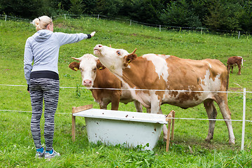 Image showing Active sporty female hiker observing and caressing pasturing cows on meadow.