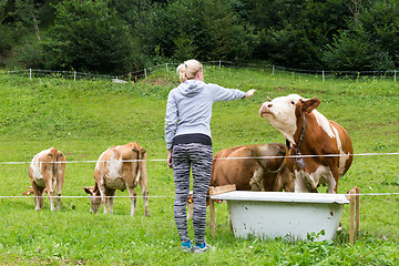 Image showing Active sporty female hiker observing and caressing pasturing cows on meadow.