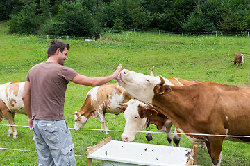 Image showing Active sporty male hiker observing and caressing pasturing cows on meadow.