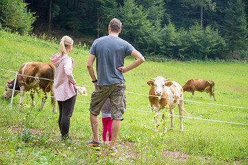 Image showing Family on a hike observing and caressing pasturing cows on meadow.