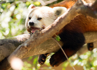 Image showing Red Panda Wild Animal Resting on Tree Limb