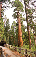 Image showing Giant Ancient Sequoia Tree Kings Canyon National Park