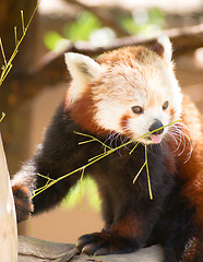 Image showing Red Panda Wild Animal Resting Sitting Tree Limb Feeding