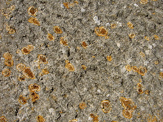 Image showing lichen