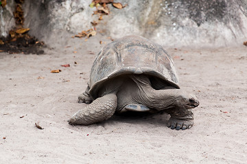 Image showing giant tortoise outdoors on seychelles