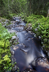 Image showing  Woodland stream