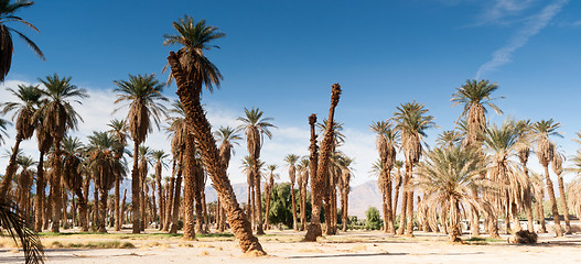 Image showing An Oasis of Tropical Trees Furnace Creek Death Valley