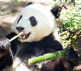 Image showing Endangered Animal Wildlife Giant Panda Eating Bamboo Stalk