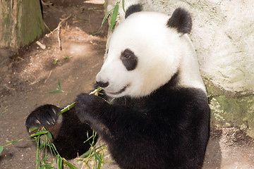 Image showing Endangered Animal Wildlife Giant Panda Eating Bamboo Stalk