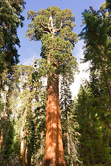 Image showing Giant Ancient Sequoia Tree Kings Canyon National Park