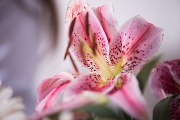 Image showing close up colorful flowers