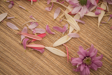 Image showing close up colorful flowers