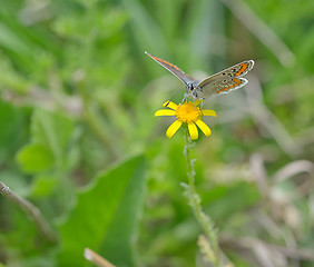 Image showing Orange butterfly on yellow flower