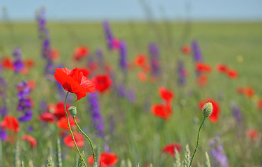 Image showing colorful flowers on field