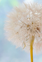 Image showing Dandelion seeds - fluffy blowball