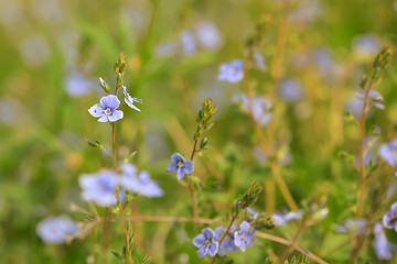 Image showing Nemophila flower field, blue flowers 