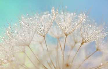 Image showing Dandelion seeds - fluffy blowball
