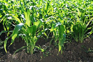 Image showing Green corn field in sun day