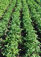 Image showing potatoes growing up