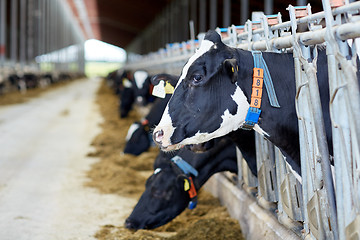 Image showing herd of cows eating hay in cowshed on dairy farm