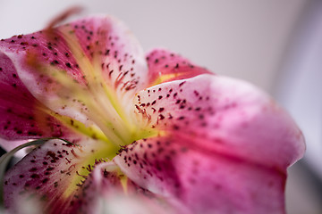 Image showing close up colorful flowers