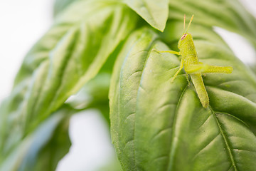 Image showing Beautiful Small Green Grasshopper Close-Up Resting On Basil Leav