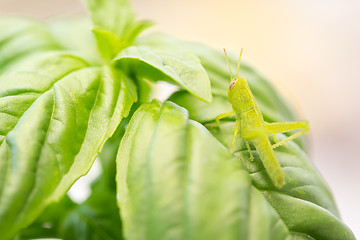 Image showing Beautiful Small Green Grasshopper Close-Up Resting On Basil Leav