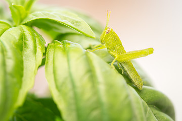 Image showing Beautiful Small Green Grasshopper Close-Up Resting On Basil Leav