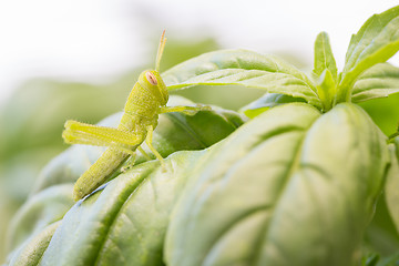 Image showing Beautiful Small Green Grasshopper Close-Up Resting On Basil Leav