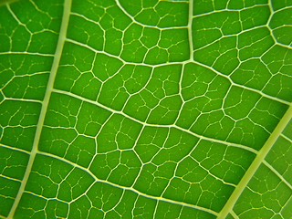 Image showing leaf macro lines