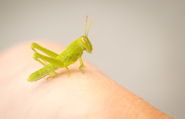 Image showing Beautiful Small Green Grasshopper Close-Up Resting On Human Hand