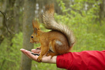 Image showing Squirrel sitting on a hand with sunflower seeds