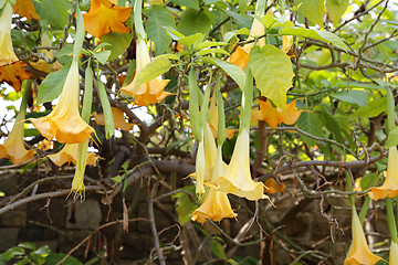 Image showing Yellow brugmansia named angels trumpet or Datura flower