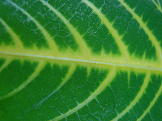 Image showing leaf macro lines