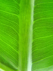 Image showing banana leaf green