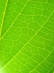 Image showing leaf macro lines