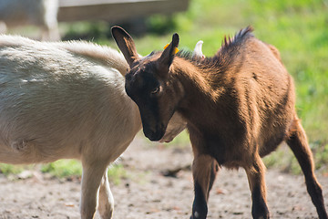 Image showing goat in farm