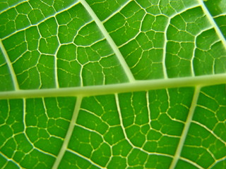 Image showing leaf macro lines