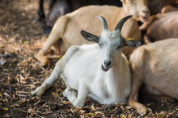 Image showing goat in farm