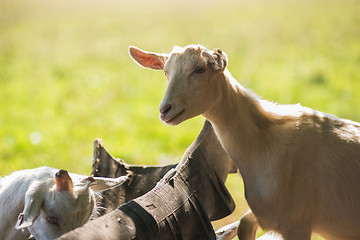 Image showing goat in farm