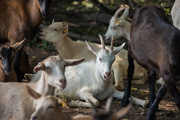 Image showing goat in farm