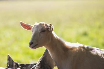 Image showing goat in farm