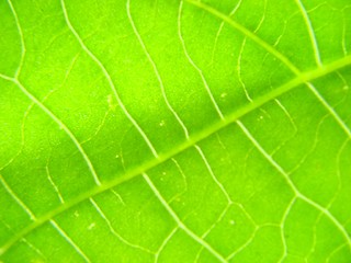 Image showing leaf macro lines