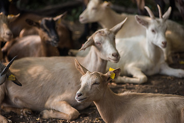 Image showing goat in farm