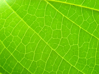 Image showing leaf macro lines