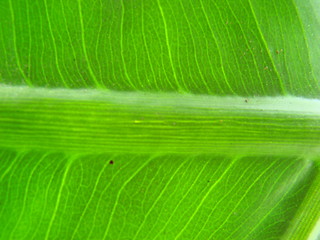 Image showing leaf macro lines