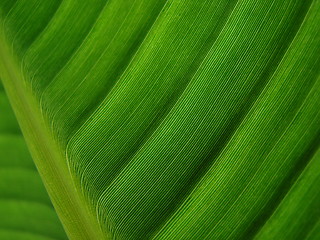 Image showing banana palm leaf green dark