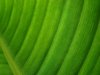 Image showing banana palm leaf green dark